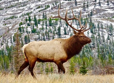 Deer vs Elk Hunting Guide | NOMAD Outdoor