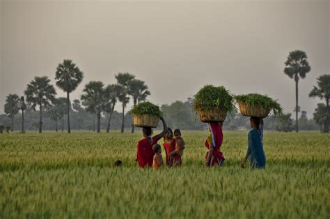 sustainable agriculture - Greenpeace India