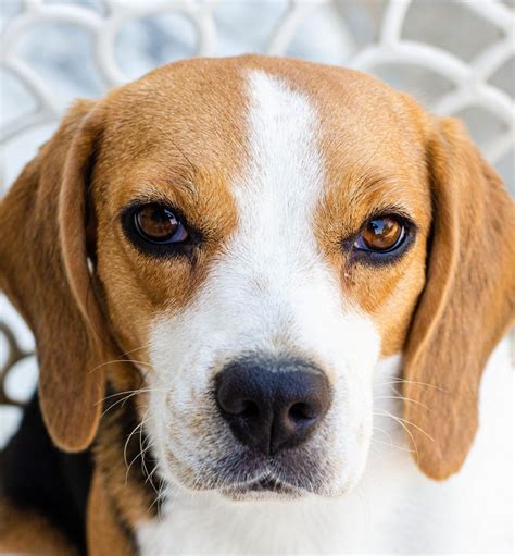 Beagle Breed Guide - Responsible Pet Breeders Australia