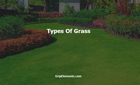 7 Types of Grass for More Gorgeous Lawns - GRIP ELEMENTS