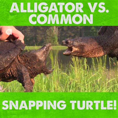 ALLIGATOR VS COMMON SNAPPING TURTLE! | In this episode, Coyote ...