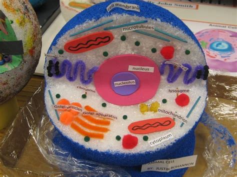 Animal Cell Model Project Ideas : Animal Cell Model Ideas for Your ...