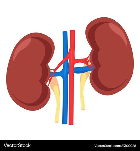 Kidney human anatomy Royalty Free Vector Image