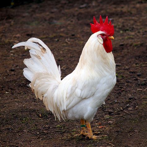 chicken-breeds-white-leghorn-rooster-01-243408715 - Hobby Farms