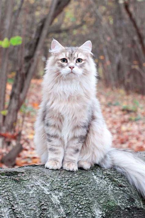 Siberian Cat Breeds | Siberian cat, Cat breeds, Beautiful cats