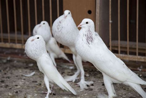 12 Most Bizarre Fancy Pigeon Breeds