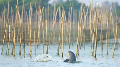 Irrawaddy Dolphin: Facts, Habitat, Threats | RoundGlass | Sustain