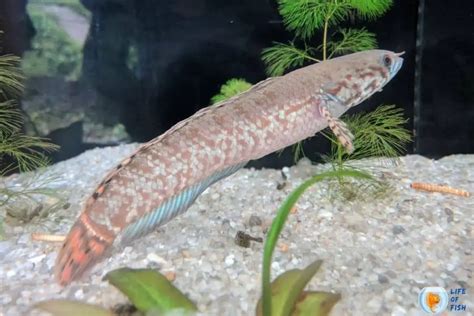 Snakehead Fish | 13 Interesting Facts About This Monster Fish