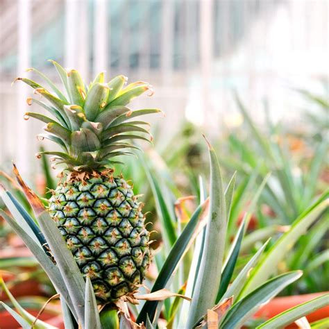 Sugarloaf Pineapple Plants for Sale | FastGrowingTrees.com