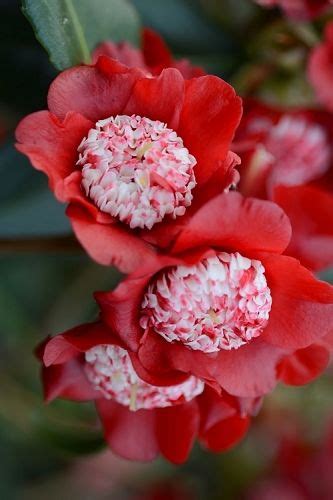 red flowers with white stamens and green leaves in the background on a ...