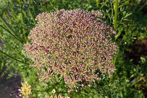 How to Harvest and Save Carrot Seeds | Gardener’s Path