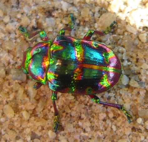 1000+ images about BeeTLeS on Pinterest