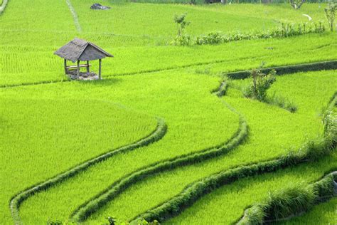 Rice paddy field, Selat, Bali Island, Indonesia, Pacific Ocean - Stock ...