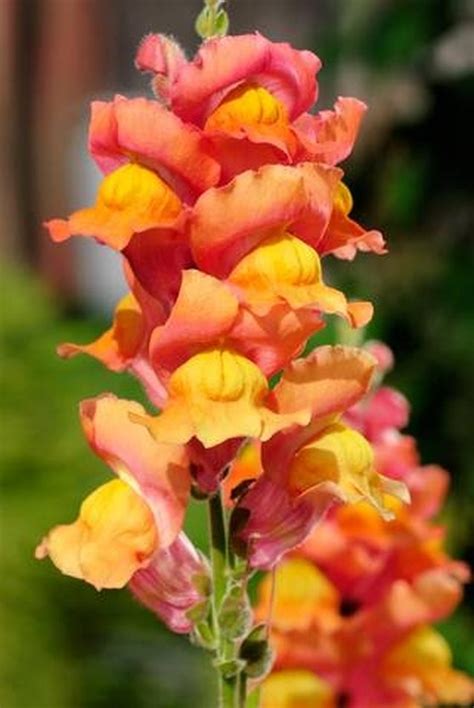 How to Prune Snapdragons | Hunker