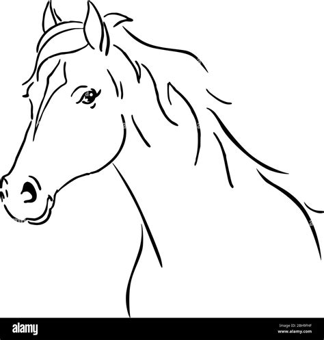 Horse Sketches And Drawings