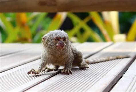 Finger Monkey Facts - Pygmy Marmoset Facts