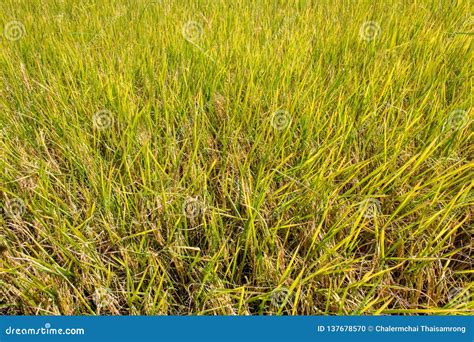 Rice Plant in Paddy Field,ready To Harvest Stock Photo - Image of ready ...