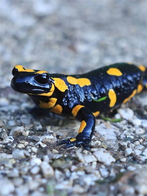 7 Interesting Facts about Spotted Salamander - Reptile Craze