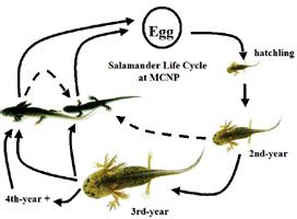 Spotted Salamander Life Cycle