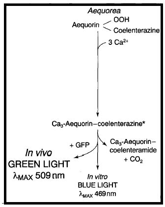 In Aequorea the aequorin protein binds calcium and oxidizes ...