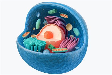 Animal Cell 3D Model – Definition, Parts, Structure, and Diagram in ...