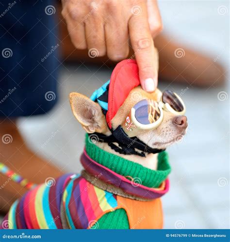 Funny Chihuahua Wearing Tiny Clothes Stock Image - Image of eyewear ...