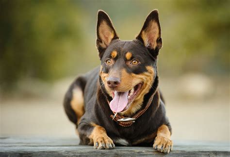 Australian Kelpie: Dog Breeds | Breed Information | Mad Paws