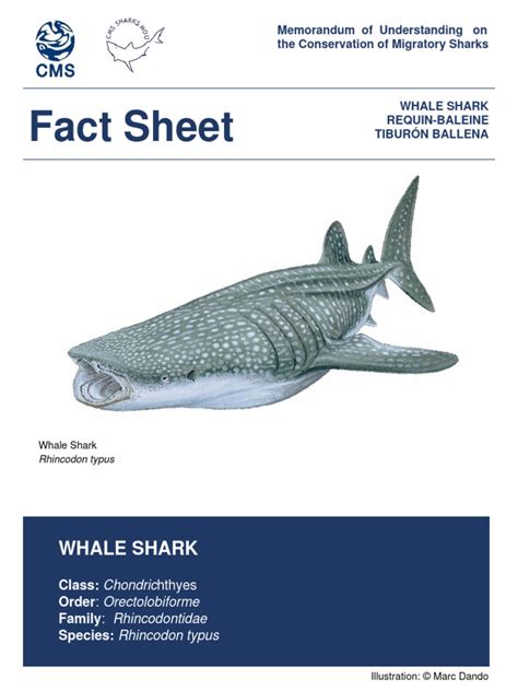 Whale Shark | PDF