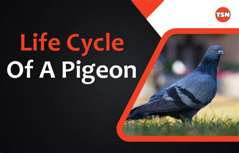 Life Cycle Of A Pigeon: A Complete Guide For Pigeon Lover