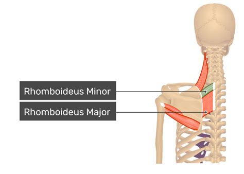 Rhomboid Major and Minor Trigger Points GUStrength\u002639;s Blog ...