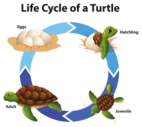 Sea Turtle Life Cycle Diagram