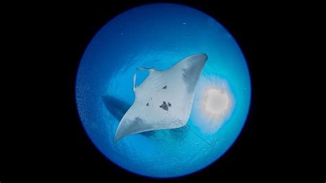 Rare Baby Manta Ray Habitat Discovery Could Help Protect Threatened ...