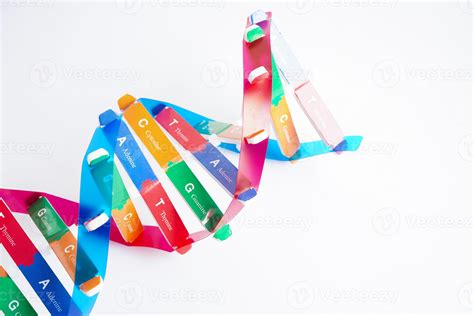 DNA molecule spiral structure model isolated on white background ...