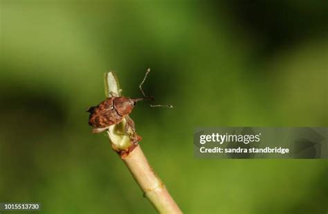 27 Acorn Weevil Stock Photos, High-Res Pictures, and Images - Getty Images