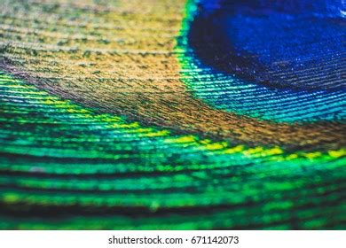 Detail Close Peacock Feather Eye Stock Photo 671142073 | Shutterstock