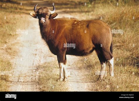 Indian ox hi-res stock photography and images - Alamy