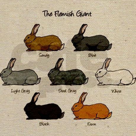 Flemish Giant Rabbit Care Sheet | Here Bunny