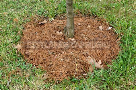 Organic Materials for Mulching and Features of their Application - Best ...