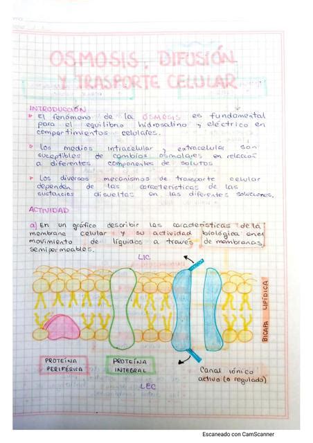 Ósmosis Difusión Y Trasporte Celular Marcela Ibeth Udocz