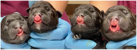 Causes Of Bilateral Cleft Lip And Palate In Dogs - Infoupdate.org