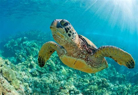 Green Sea Turtle Facts: Habitat, Diet, Conservation, & More