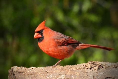 Male vs. Female Cardinals: What’s the Difference? - Bird Helpful