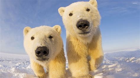 Polar bear cubs wallpaper - Animal wallpapers - #27729