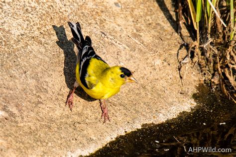 American Goldfinch – AHP Wild