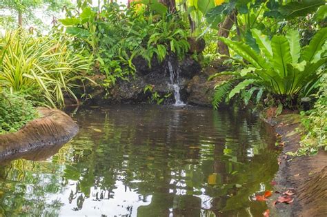 Tropical Garden With Water Images - Free Download on Freepik