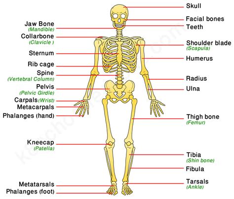 Different Body Parts And Different Diseases Of Human Body - Human ...