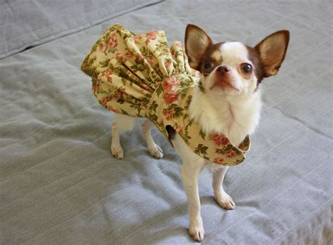 Funny Chihuahua Outfits - Pets Lovers