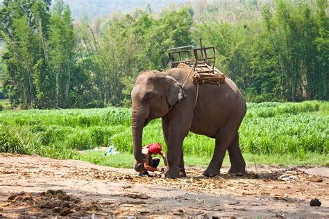 Corbett National Park | Location, Wildlife & Project Tiger | Britannica