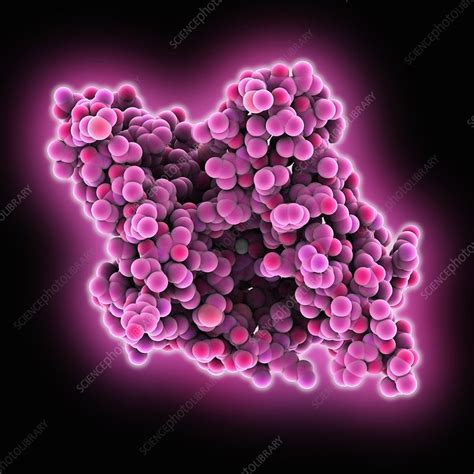 Rhomboid protease enzyme - Stock Image - C026/6014 - Science Photo Library