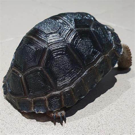 Aldabra tortoise can reach sizes of up to 550 pounds and ages of up to ...